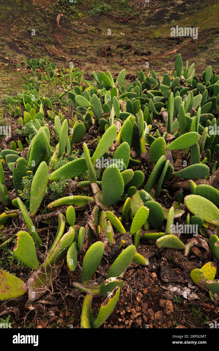 Vertikalfoto der Kaktus-Textur von Opuntia microdasys. Flora der Kanarischen Inseln. Exotische Pflanzenblätter. Stockfoto