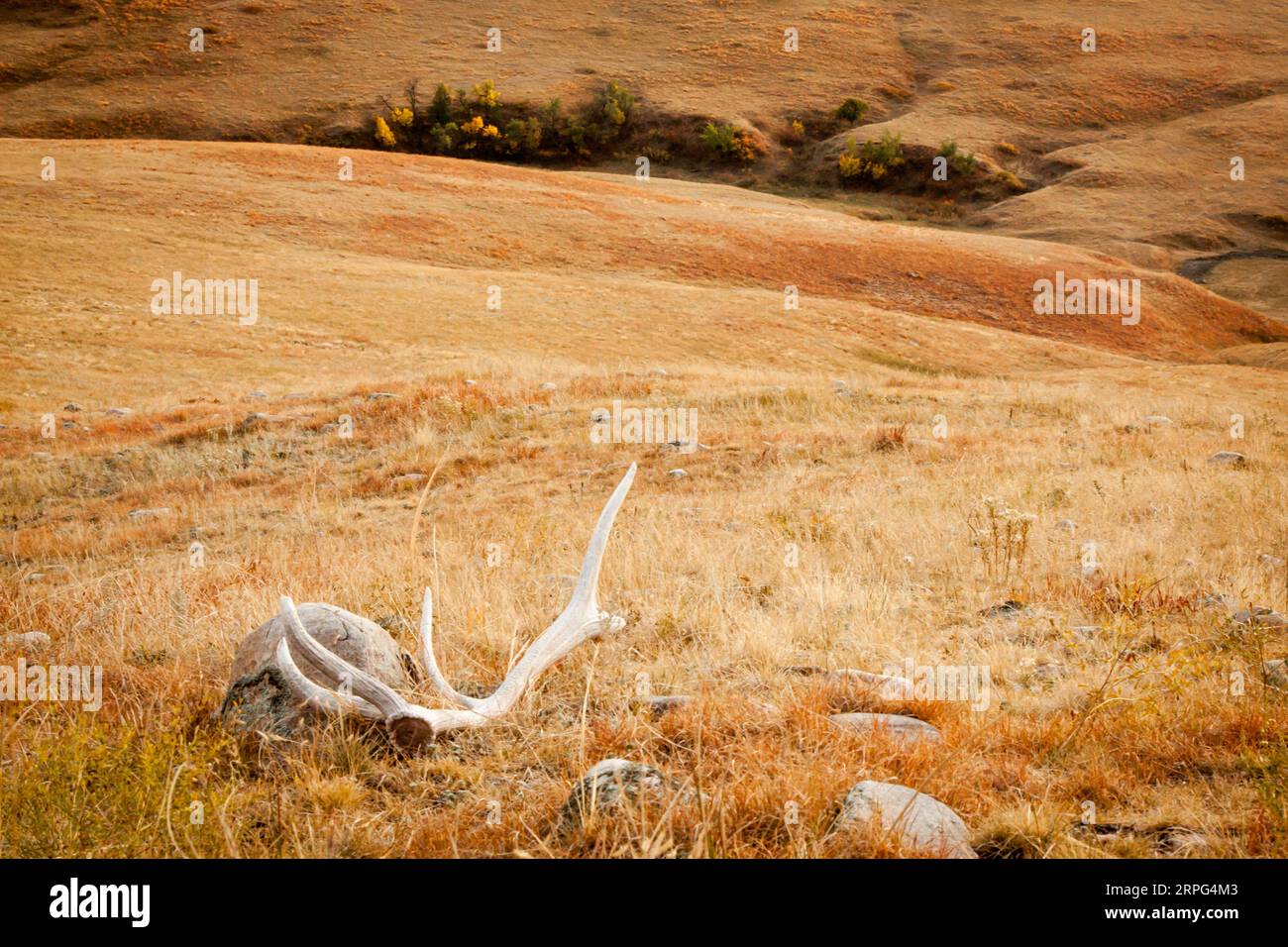 Shed Elk Antler im Wind Cave National Park Stockfoto