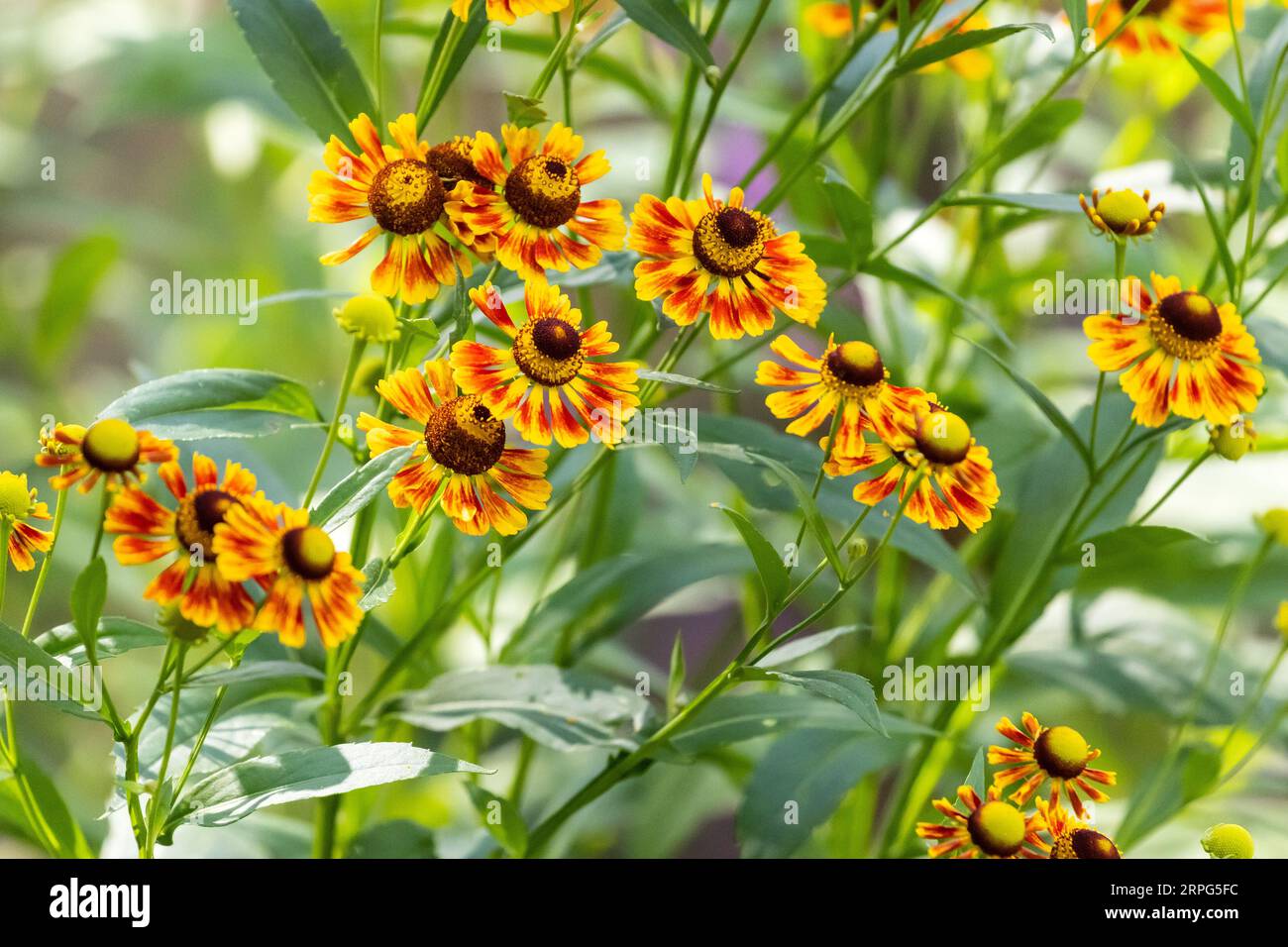 Nahaufnahme mehrerer roter und gelber Sneezeweed (Helenium herbstumnale) Blumen in einem Quebec-Garten, Kanada Stockfoto
