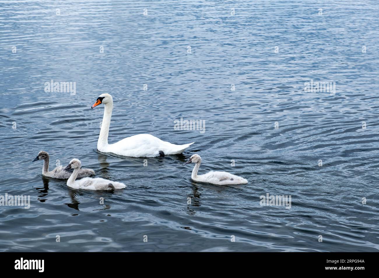 Drei junge Schwäne und ein erwachsener Schwan schwimmen im Wasser. Stockfoto