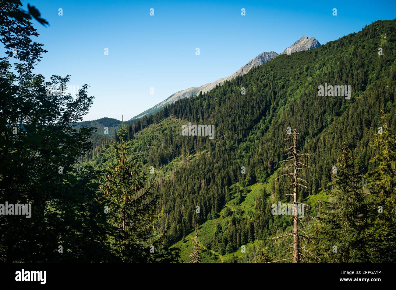 Unter der hoch aufragenden Hohen Tatra entfaltet sich ein ruhiger blick auf üppiges Grün, das die weitläufigen Kiefernwälder in ihrer natürlichen Pracht zeigt Stockfoto