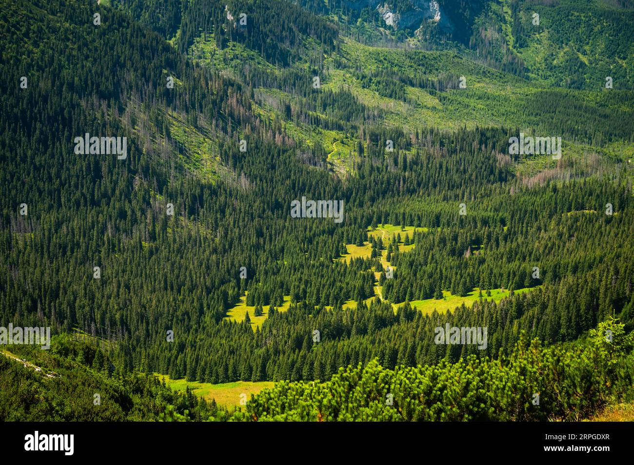 Ein Blick in die unberührte Schönheit des grasbewachsenen Berges der Belianske Tatra, wo sich Nationen in einer atemberaubenden Bergkulisse treffen. Stockfoto