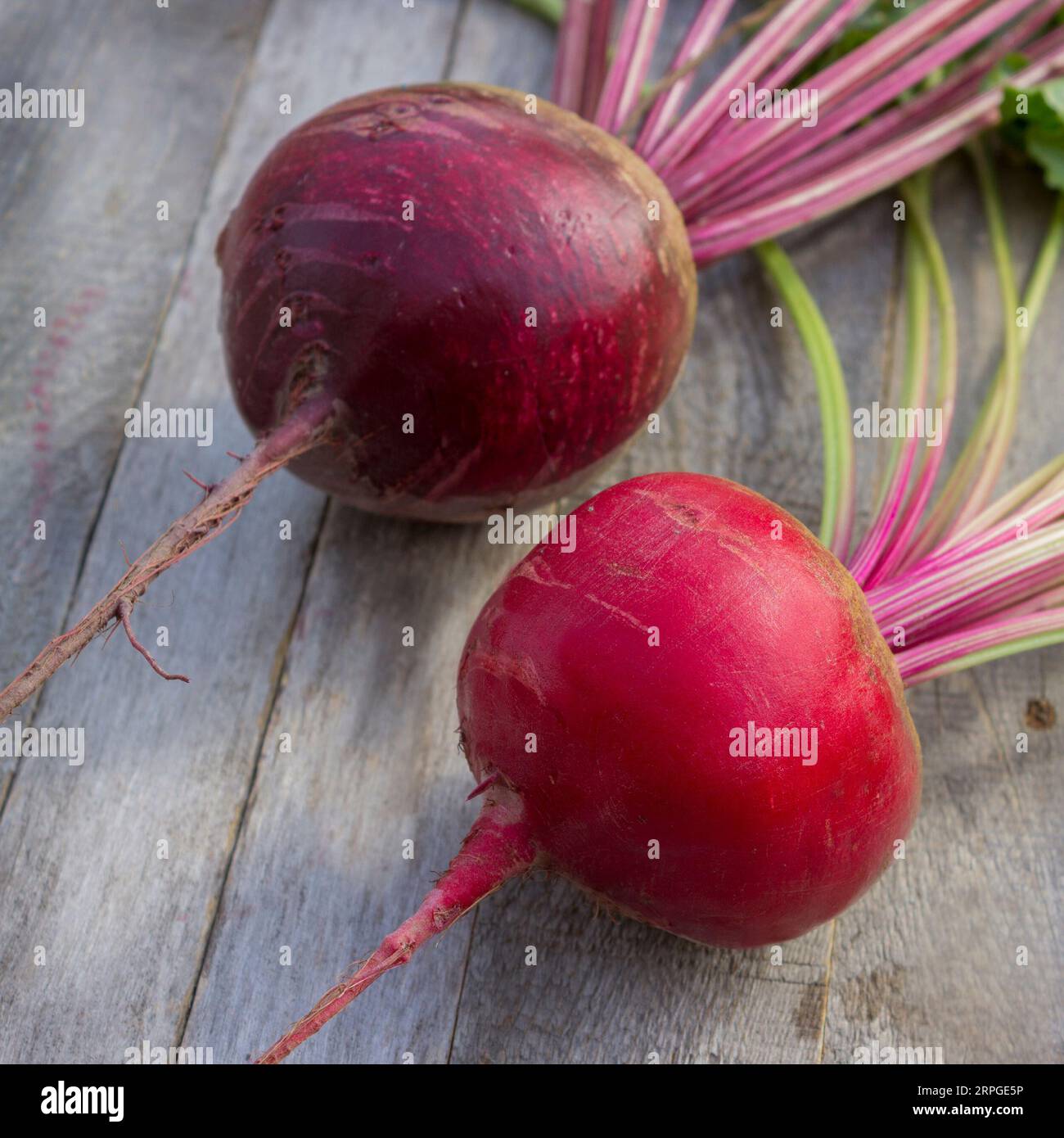 Wurzelfrüchte zweier Rübensorten liegen auf einem alten Holztisch Stockfoto