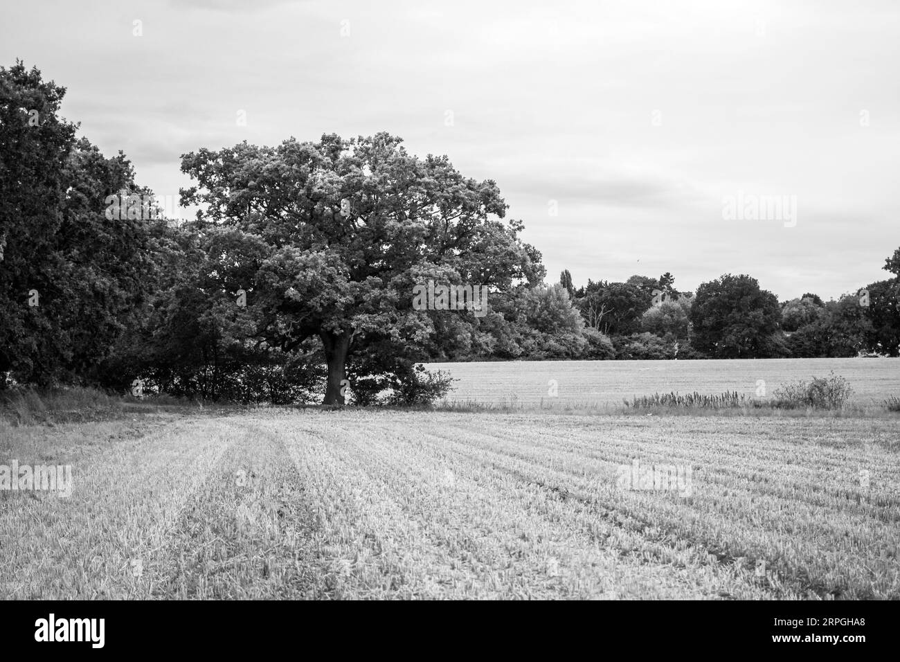 Ein Feld, so wie seine Ernte (Weizen), wurde vor dem Winter geerntet. Im Vereinigten Königreich wird Weizen in der Regel zweimal im Jahr gesät, im Frühjahr und Herbst. Stockfoto