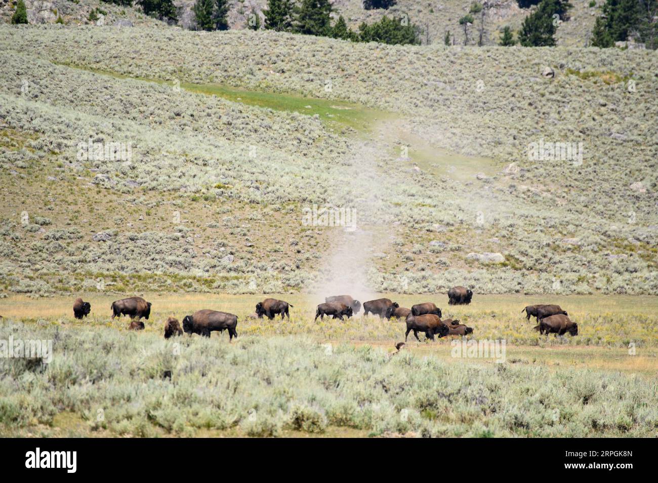 Bisonherden im Lamar Valley im Yellowstone-Nationalpark Stockfoto