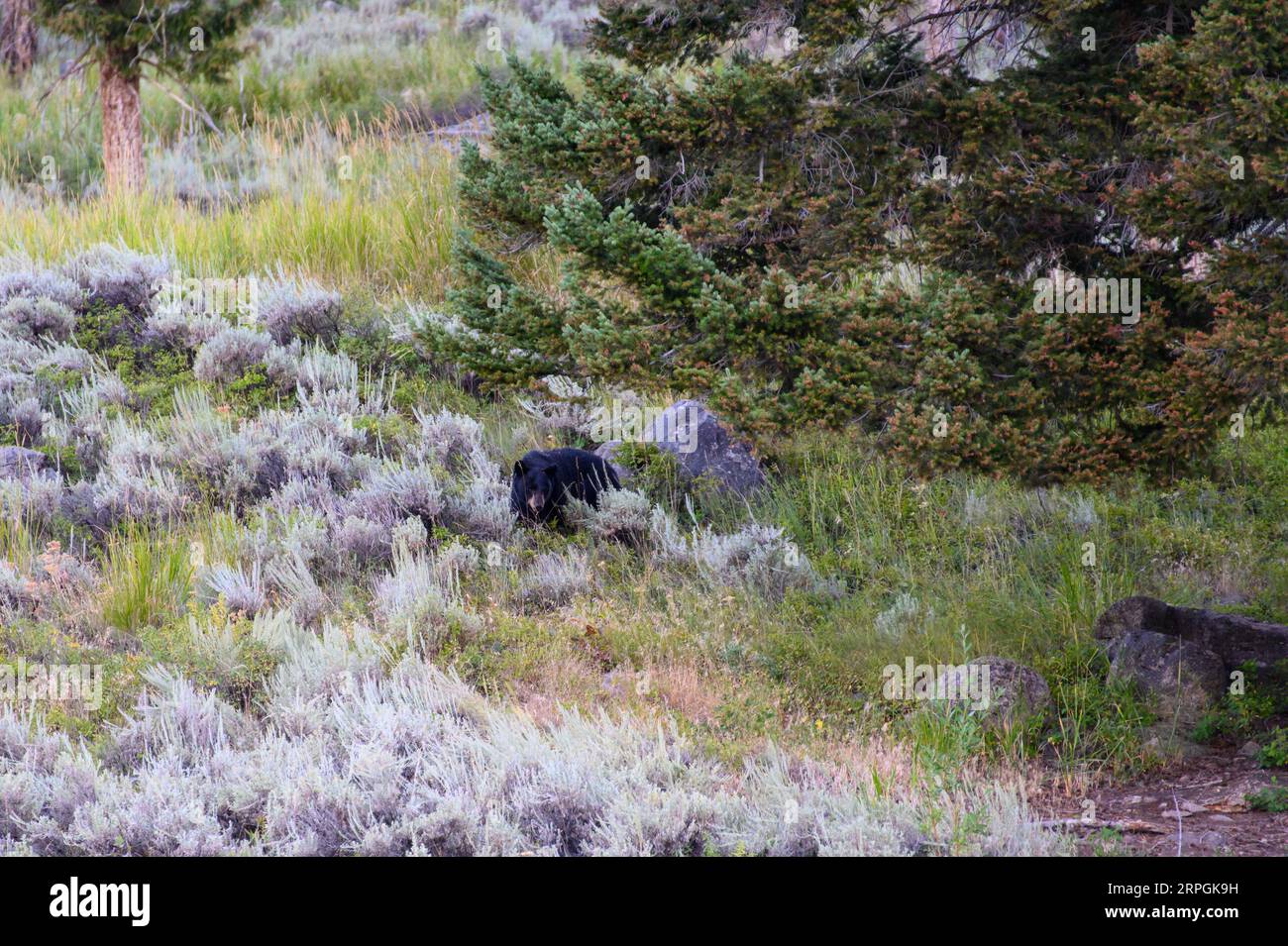 Ein Schwarzer Bär, der im Sommer durch das Hinterland des Yellowstone-Nationalparks spaziert Stockfoto