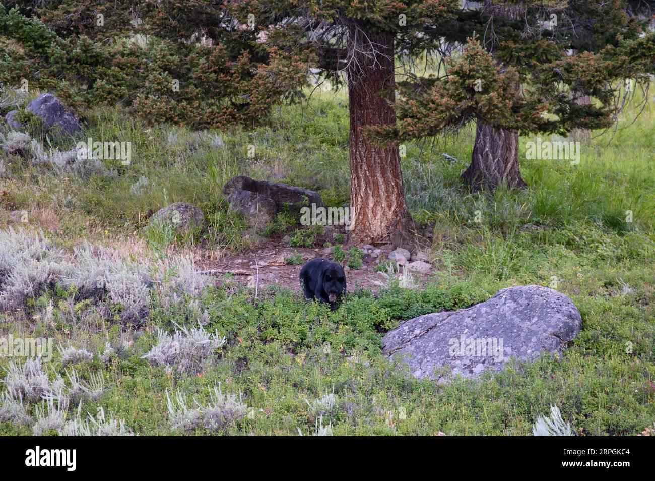 Ein Schwarzer Bär, der im Sommer durch das Hinterland des Yellowstone-Nationalparks spaziert Stockfoto