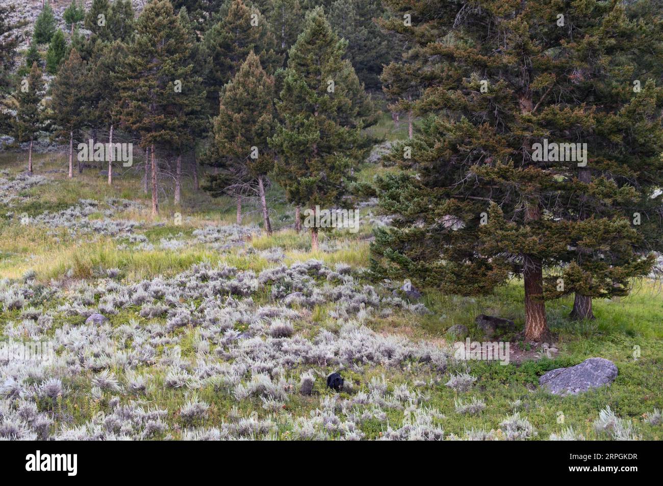 Ein Schwarzer Bär, der im Sommer durch das Hinterland des Yellowstone-Nationalparks spaziert Stockfoto