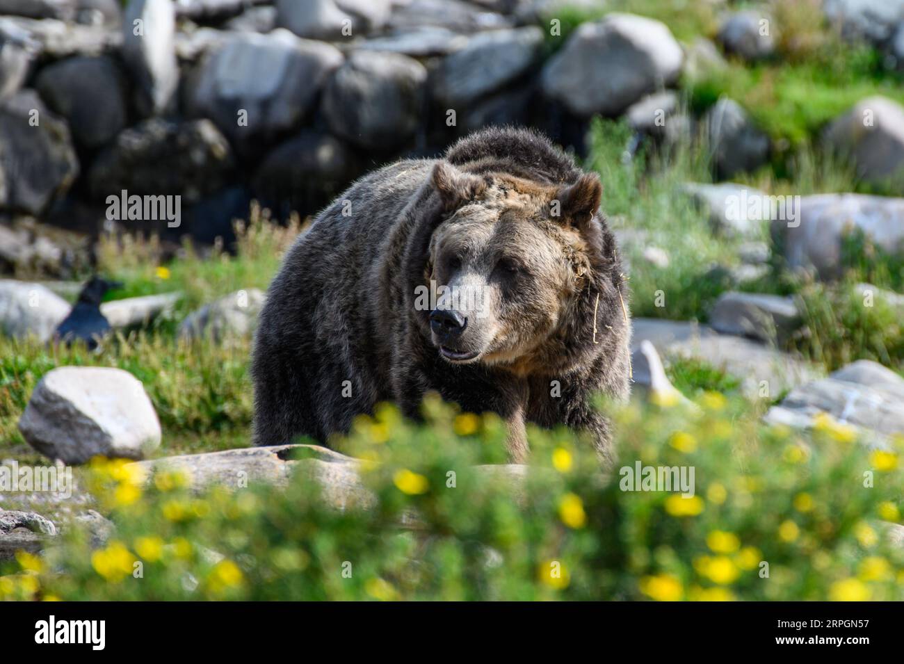 Ein erwachsener männlicher Grizzly-Bär in West Yellowstone, Montana, USA Stockfoto