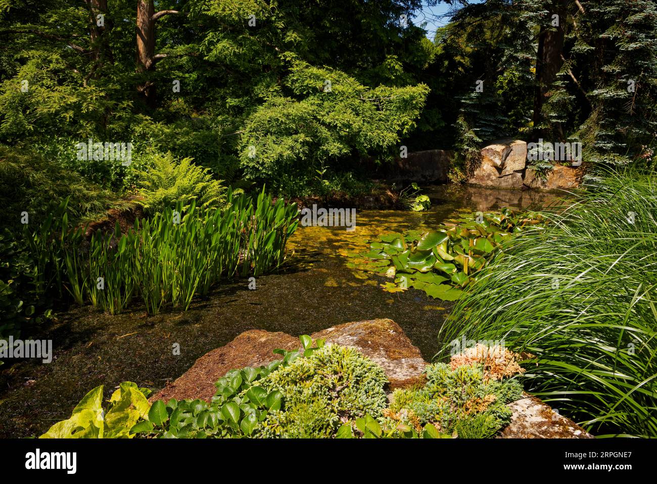Harlow Carr Gardens, Harrogate, Yorkshire Stockfoto