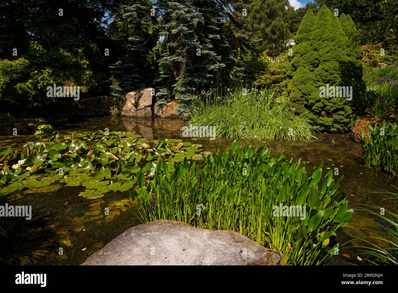Harlow Carr Gardens, Harrogate, Yorkshire Stockfoto