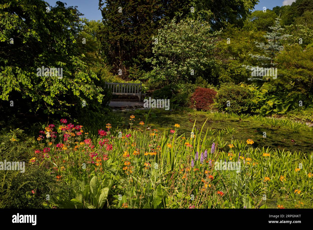 Harlow Carr Gardens, Harrogate, Yorkshire Stockfoto