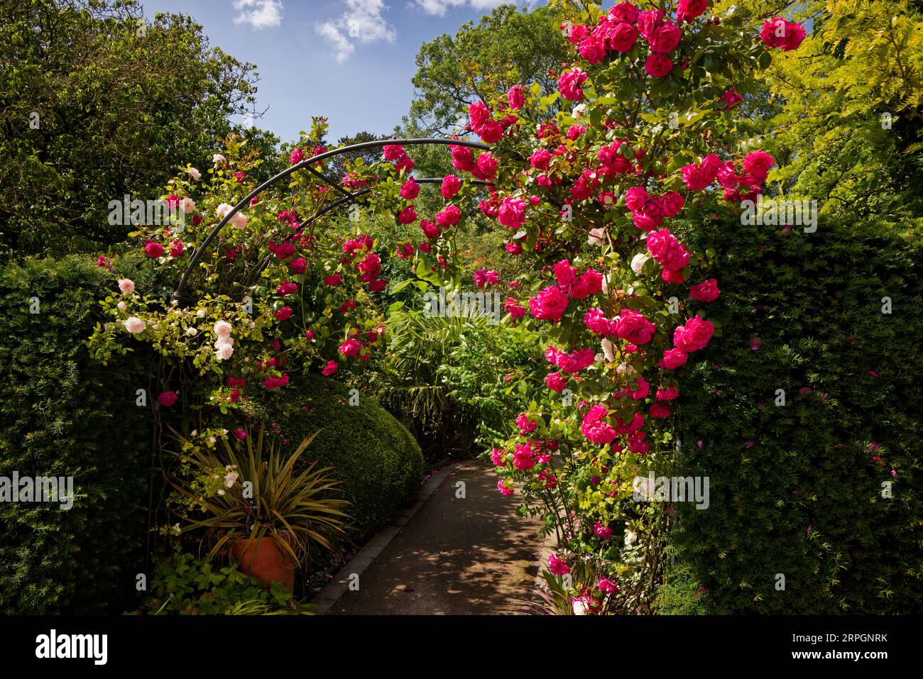 Rote und weiße Rosen wachsen auf einem Metallbogen entlang eines Pfads in Harlow Carr Gardens, Harrogate, North Yorkshire. Stockfoto