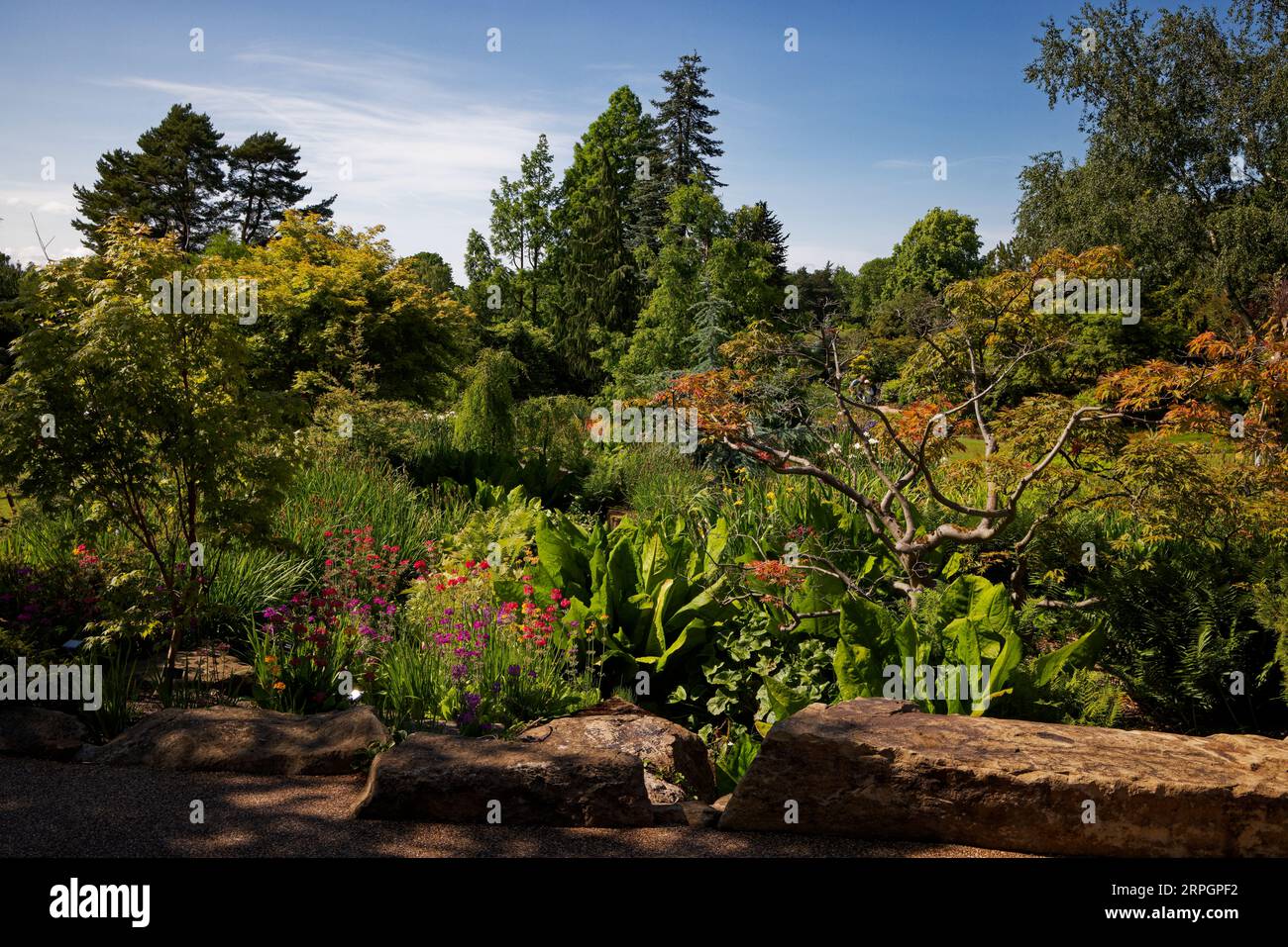Harlow Carr Gardens, Harrogate, Yorkshire Stockfoto