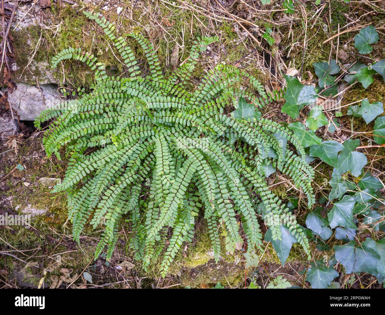 Kleiner farn in der wand -Fotos und -Bildmaterial in hoher Auflsung  Alamy