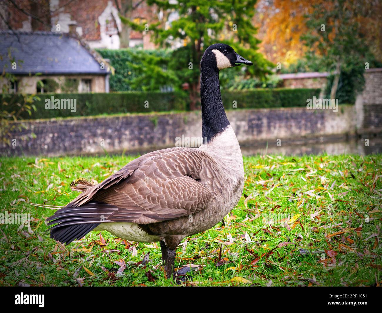 Kanadische Gänsebilder, Seitenansicht, Brügge, Belgien Stockfoto