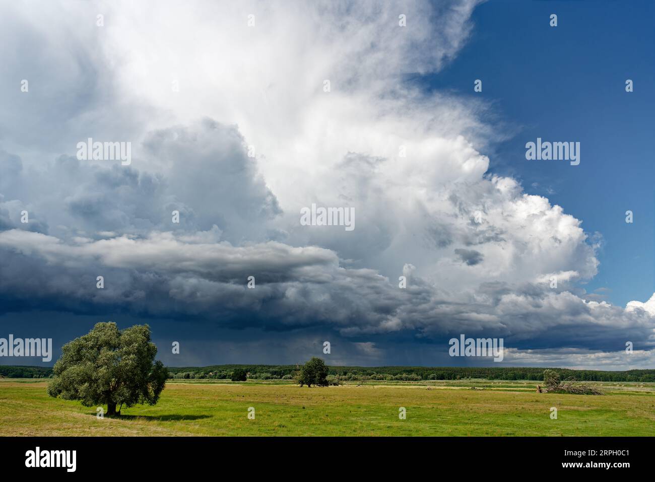 Heftige Gewitterfront mit bedrohlicher Wolkenbildung, aus der teilweise Regen fällt, über eine flache Auenlandschaft mit Wiesen und einzelner tr Stockfoto