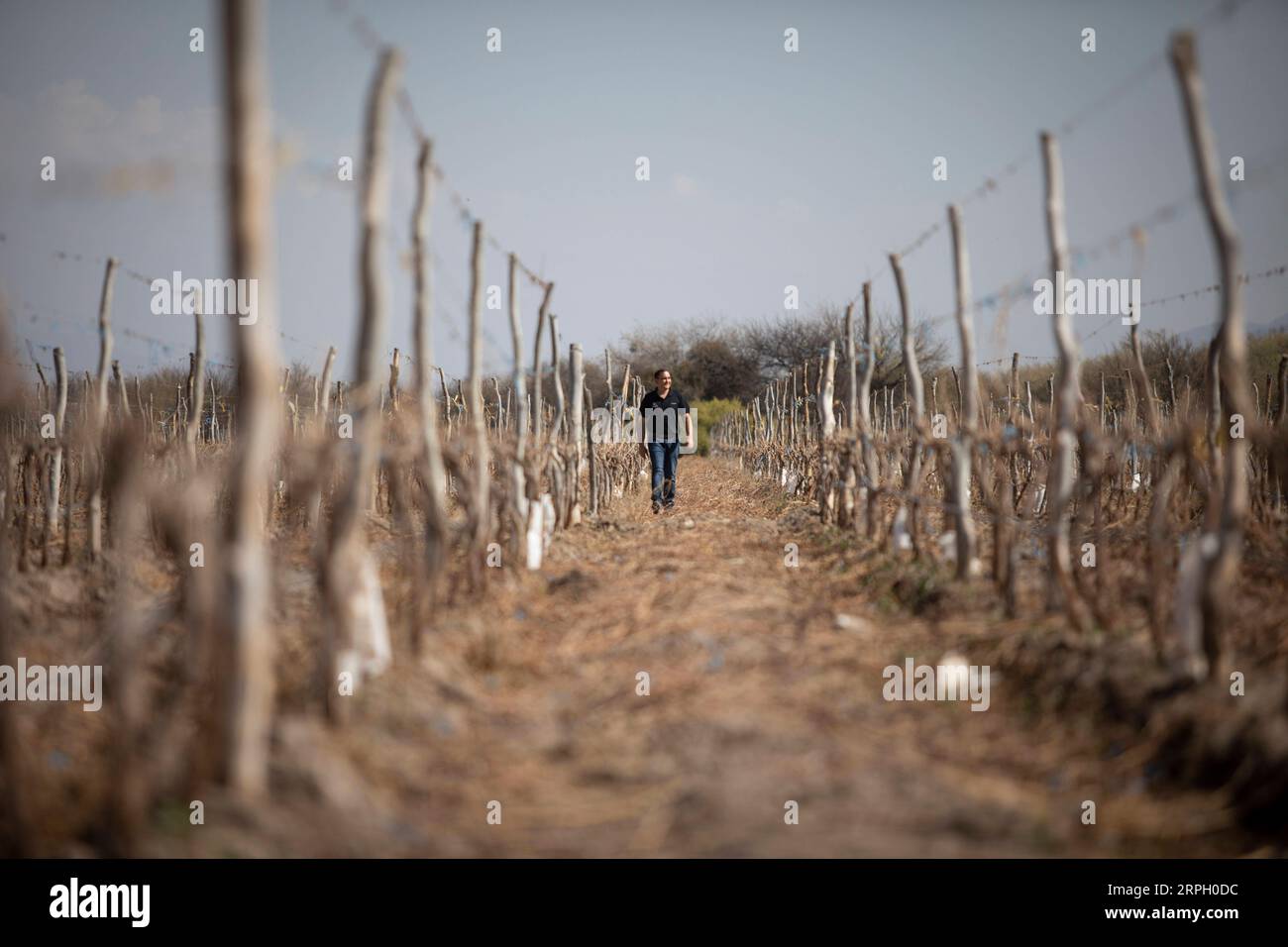 191025 -- BUENOS AIRES, 25. Oktober 2019 Xinhua -- Ein Arbeiter spaziert in einem Weinberg in Catamarca von Argentinien, 25. September 2019. Fünf führende argentinische Weingüter wollen ihren Verbrauchermarkt in China ausbauen, indem sie an der zweiten China International Import Expo CIIE teilnehmen, die vom 5. Bis 10. November in der ostchinesischen Stadt Shanghai stattfindet. ZUM Feature: Argentinische Premiumweine zum Debüt auf der China Import expo Xinhua/Martin Zabala ARGENTINA-CATAMARCA-WINE-CHINA-IMPORT-EXPO PUBLICATIONxNOTxINxCHN Stockfoto