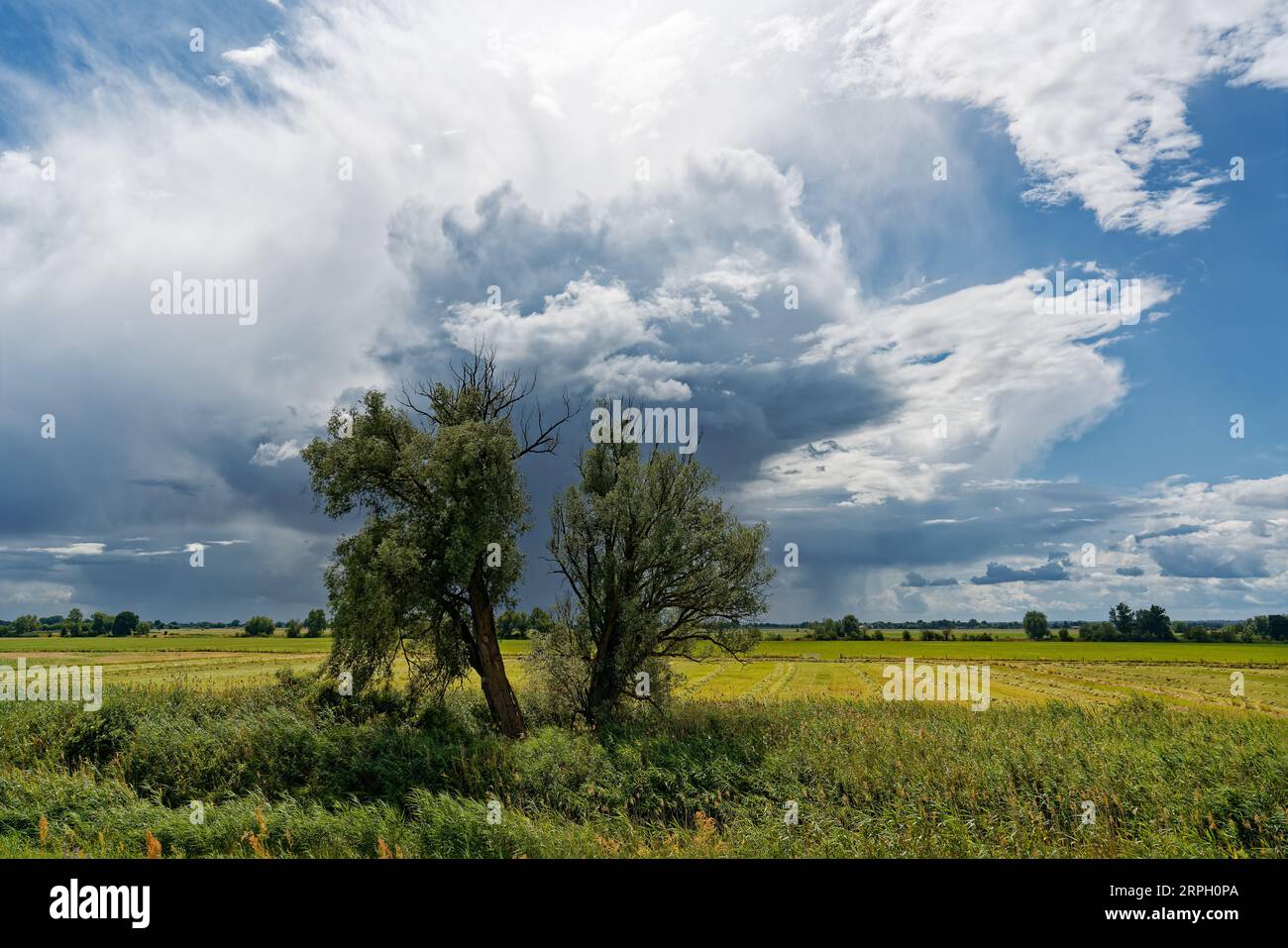 Große Gewitterfront mit bedrohlich aussehender Wolkenbildung, aus der teilweise Regen fällt, über eine Flussauen mit Wiesen, Büschen und einem Baum Stockfoto