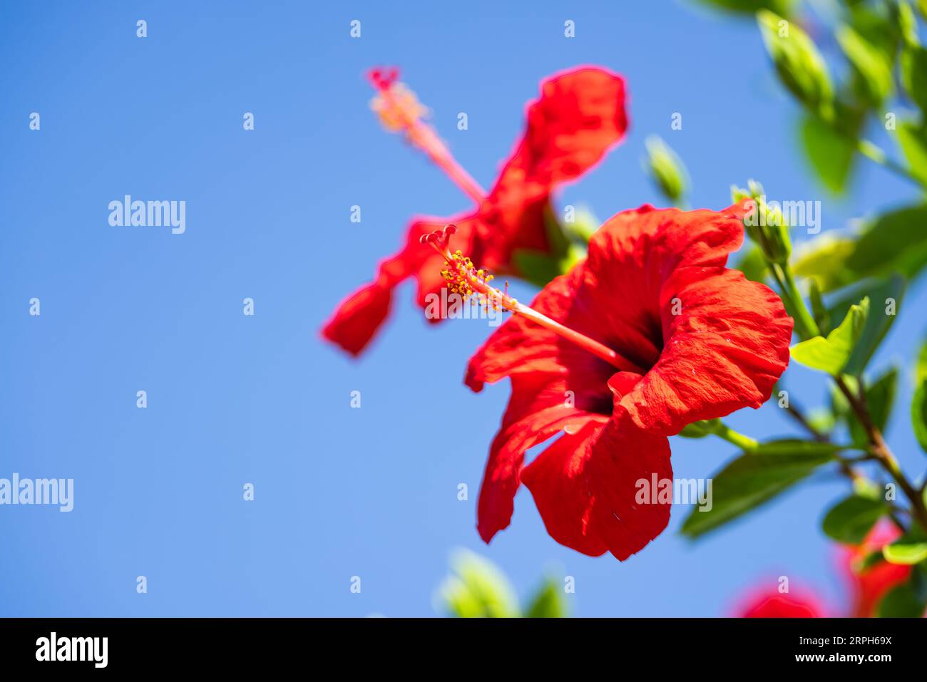 Feiern Sie die Kunstfertigkeit der Natur mit einem Blick auf eine chinesische Hibiskusblüte vor der lebendigen Leinwand eines klaren blauen Himmels, ein Beweis für die Schönheit t Stockfoto