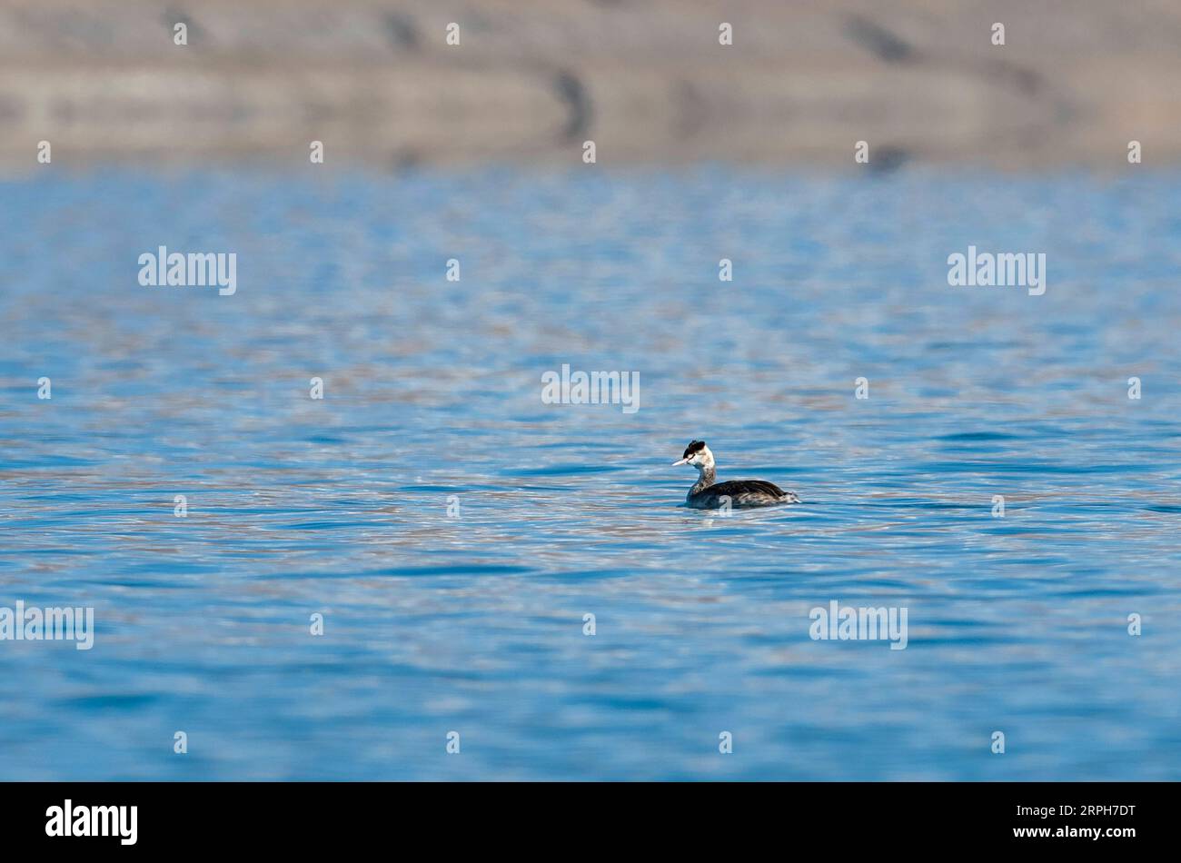 191101 -- XIGAZE, 1. November 2019 -- Ein Vogel wird auf Baiku Co Baiku See, Südwestchinas Autonome Region Tibet, 31. Oktober 2019 gesehen. Baiku Co, mit einer Höhe von 4.590 Metern, liegt an der Grenze von Nyalam County und Jilong County. CHINA-TIBET-BAU CO-LANDSCHAFT CN SUNXFEI PUBLICATIONXNOTXINXCHN Stockfoto