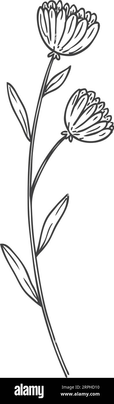 Calendula-Blume: Botanische Illustration. Medizinisches blühendes Kraut Stock Vektor