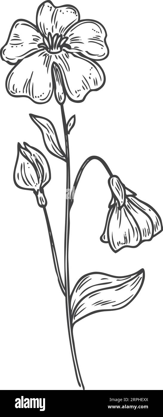 Flachsblumenskizze. Kräuterzeichnung. Botanische Illustration Stock Vektor