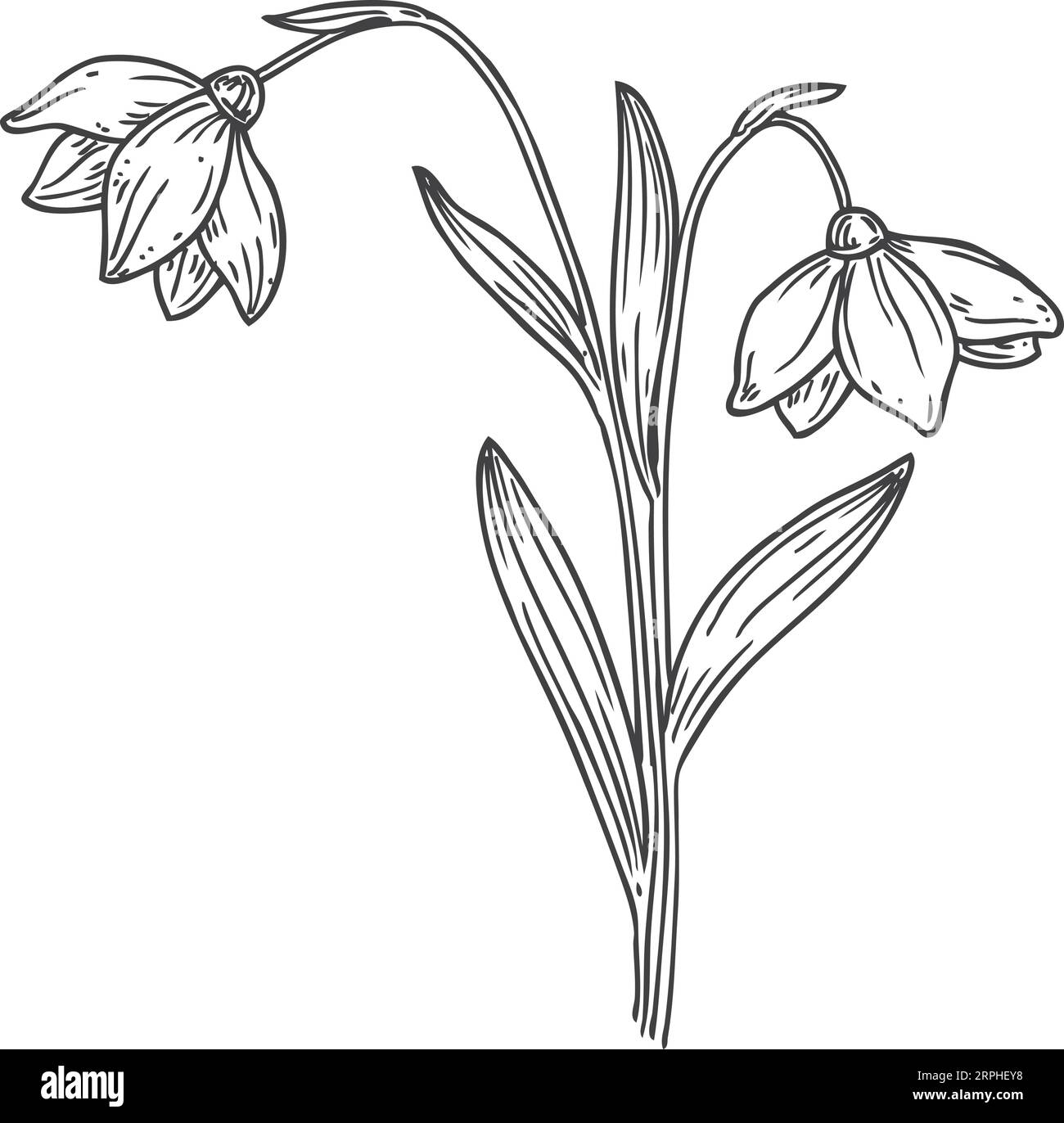 Wilde Lilienskizze. Botanische Illustration blühender Pflanzen Stock Vektor
