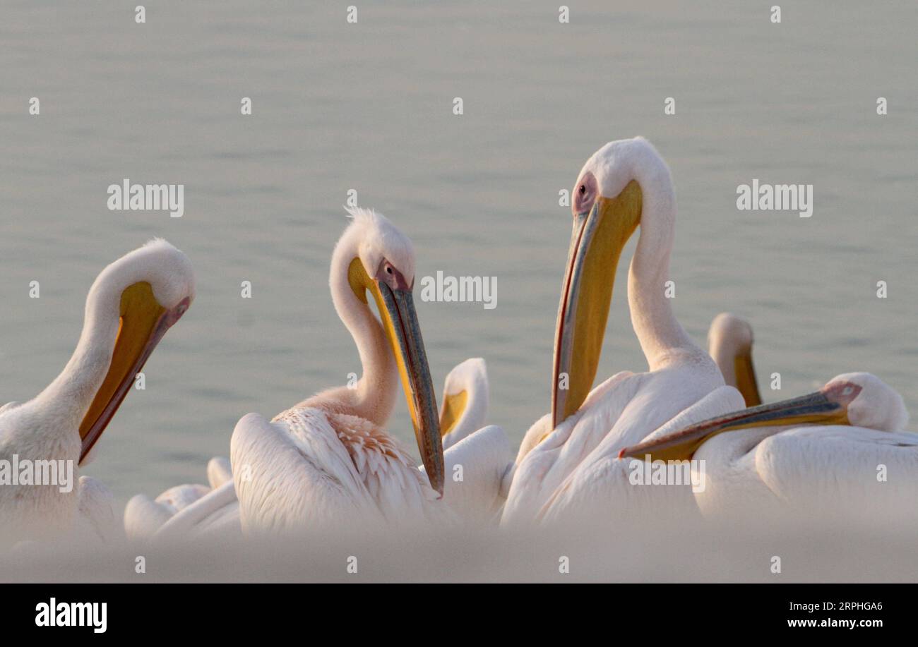 191107 --MISHMAR HASHARON ISRAEL, 7. November 2019 Xinhua -- Migrantenpelikane werden am 7. November 2019 an einem Wasserreservoir in Mishmar HaSharon, Israel, gesehen. Jedes Jahr durchqueren Tausende Pelikane Israel auf dem Weg nach Afrika für den Winter. Foto von Gil Cohen Magen/Xinhua ISRAEL-MISHMAR HASHARON-MIGRIERENDE PELICANS PUBLICATIONxNOTxINxCHN Stockfoto