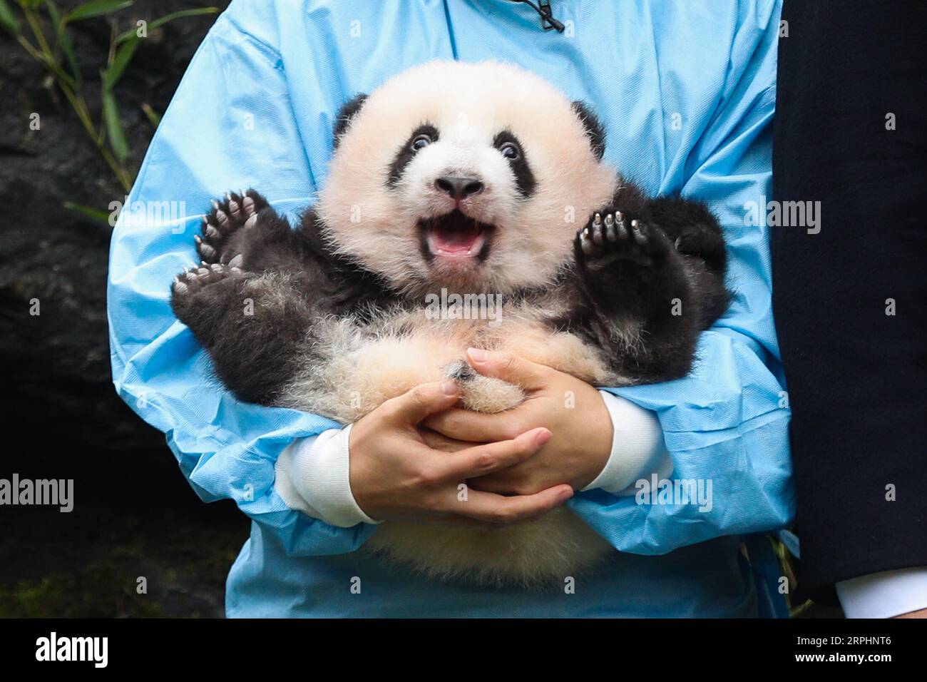 Bilder des Jahres 2019, Entertainment 11 November Entertainment Themen der Woche KW46 Entertainment Bilder des Tages 191114 -- BRUGELETTE, 14. November 2019 -- Ein Tierpfleger hält den Panda Bao Di im Zoo Pairi Daiza in Brugelette, Belgien, am 14. November 2019. Die riesigen Panda-Zwillinge, die im August von dem riesigen Panda Hao Hao zur Welt gebracht wurden, erhielten offizielle Namen auf ihrer 100-tägigen Feier am Donnerstag. Das männliche Jungtier hieß Bao Di und das weibliche Jungtier Bao Mei. Hao Hao wurde 2014 von der chinesischen Regierung an Belgien ausgeliehen. Das Paar Riesenpandajunges war das zweite und dritte Jungtier bo Stockfoto