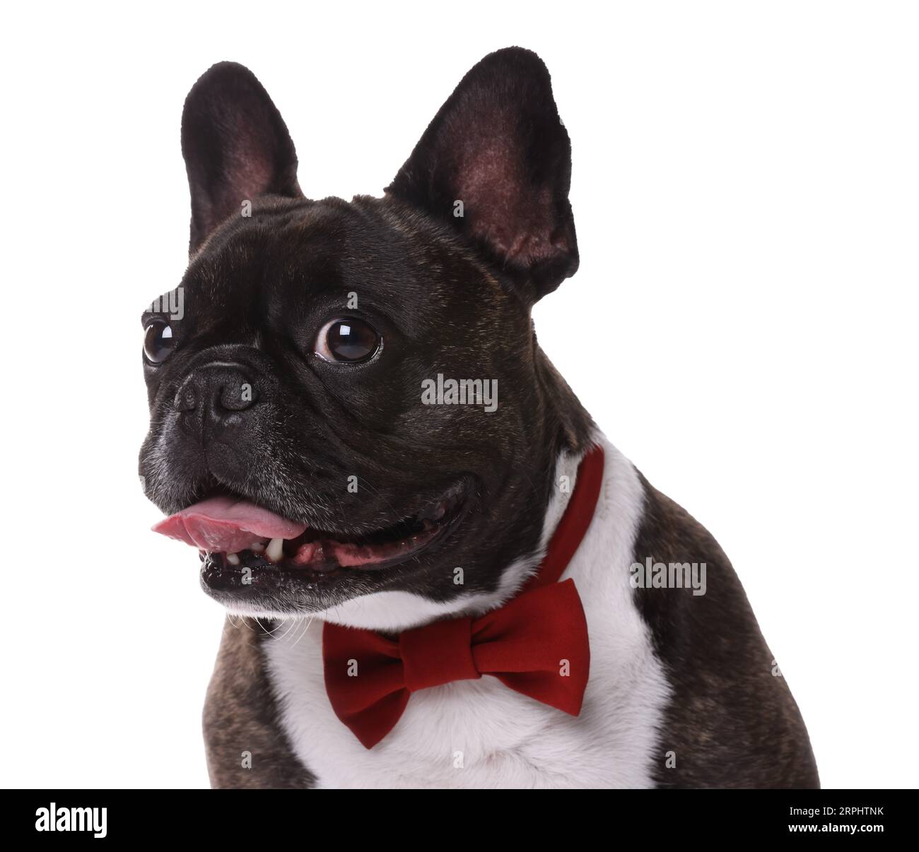 Bezaubernder französischer Bulldog mit Fliege auf weißem Hintergrund Stockfoto
