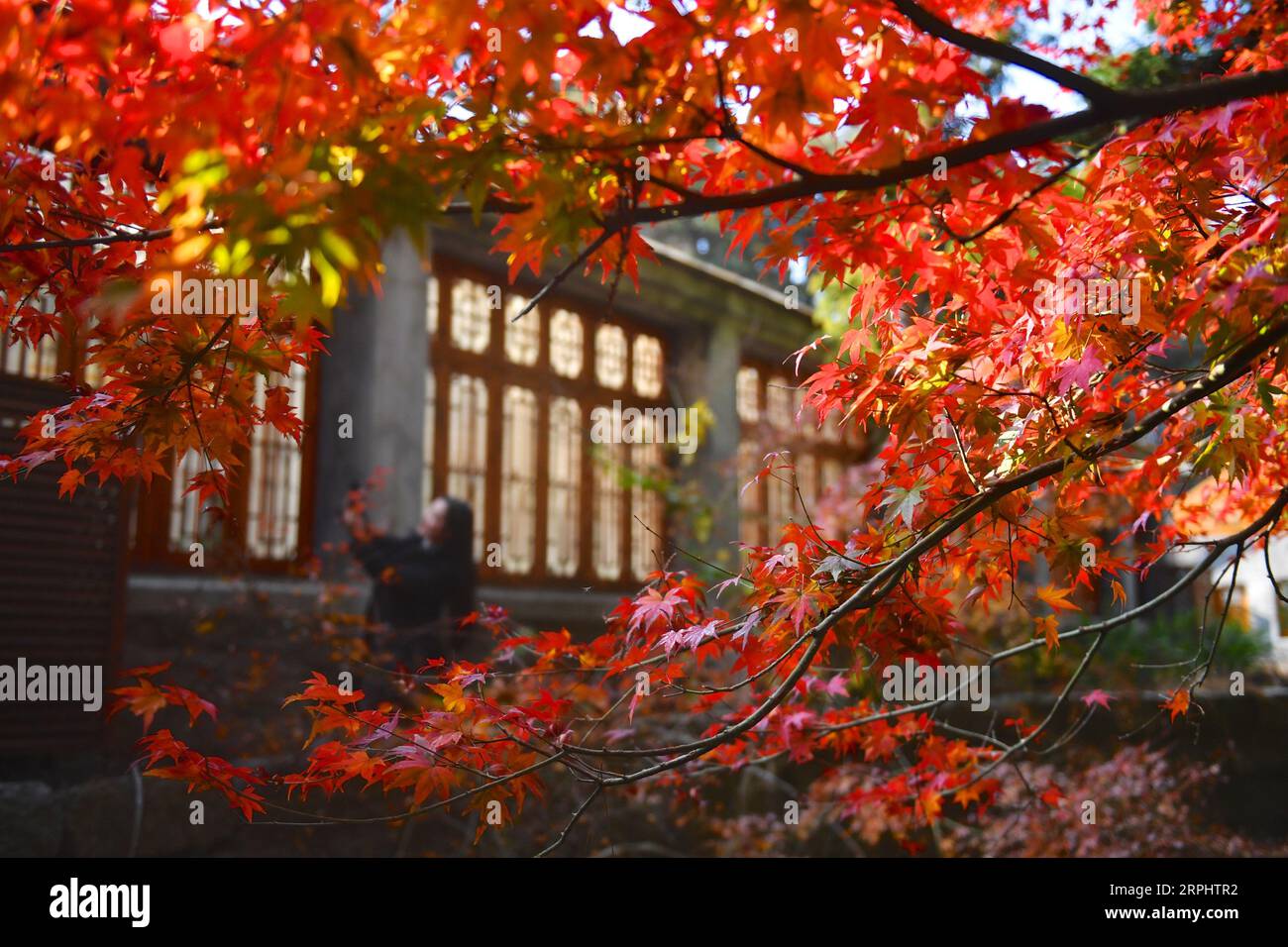 191118 -- PEKING, 18. November 2019 -- Eine Frau posiert für Fotos in der Nähe des Ruqin-Sees am malerischen Ort Lushan in der ostchinesischen Provinz Jiangxi, 17. November 2019. XINHUA FOTOS DES TAGES HuxChenhuan PUBLICATIONxNOTxINxCHN Stockfoto
