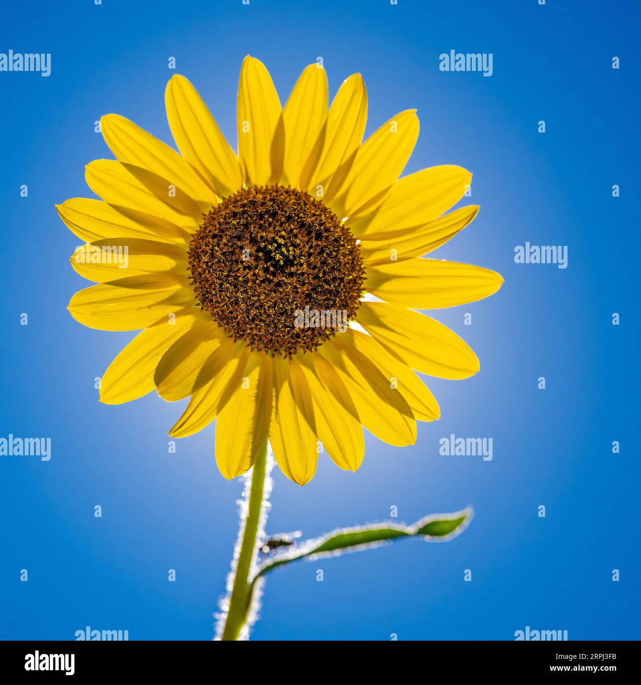 Sonnenblumenblüte - gelbe Helianthus annuus Blume mit blauem Himmel in Colorado im Rocky Mountain Arsenal National Wildlife Refuge Stockfoto