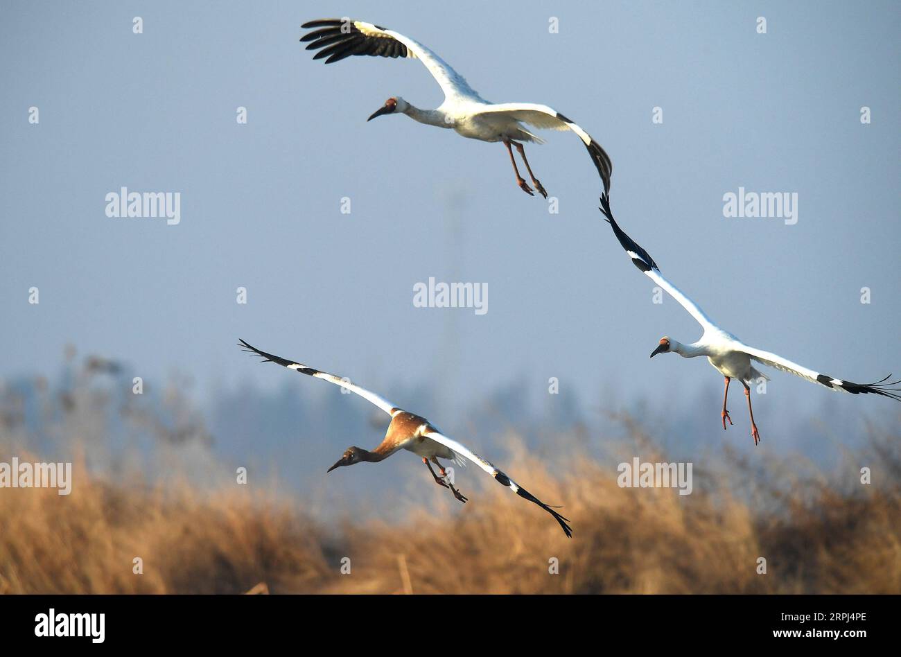 191127 -- NANCHANG, 27. November 2019 -- Weiße Kraniche fliegen am 11. Januar 2018 über den Poyang-See in der ostchinesischen Provinz Jiangxi. Xinhua Schlagzeilen: Sicherung der letzten Wanderroute der Sibirischen Kraniche WanxXiang PUBLICATIONxNOTxINxCHN Stockfoto