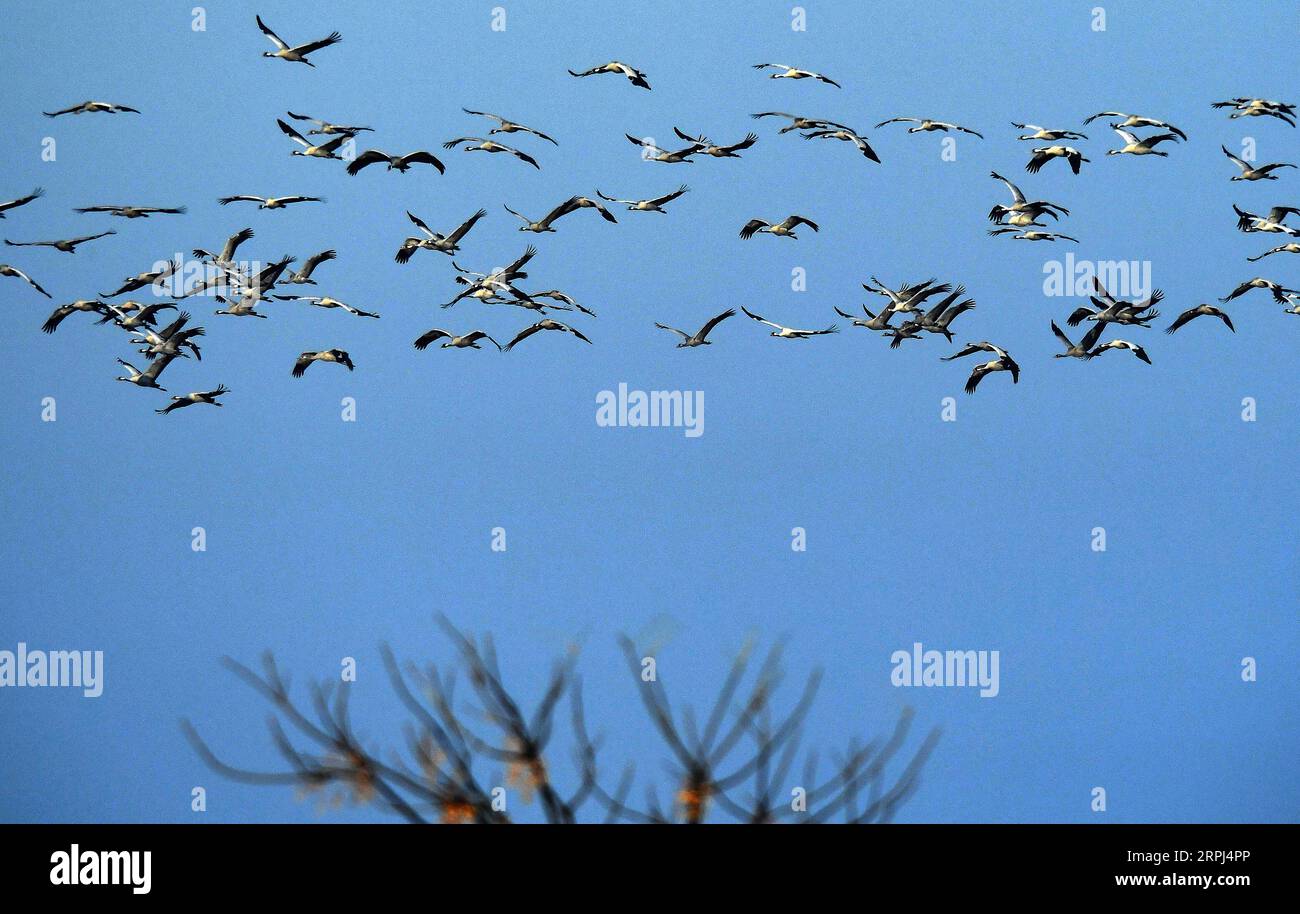 191127 -- NANCHANG, 27. November 2019 -- Weiße Kraniche fliegen am 11. Januar 2018 über den Poyang-See in der ostchinesischen Provinz Jiangxi. Xinhua Schlagzeilen: Sicherung der letzten Wanderroute der Sibirischen Kraniche WanxXiang PUBLICATIONxNOTxINxCHN Stockfoto