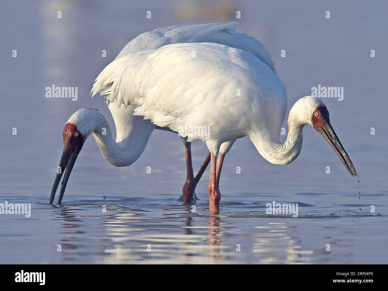 191127 -- NANCHANG, 27. November 2019 -- zwei weiße Kraniche fressen am Poyang See in der ostchinesischen Provinz Jiangxi am 11. Januar 2018. Xinhua Schlagzeilen: Sicherung der letzten Wanderroute der Sibirischen Kraniche WanxXiang PUBLICATIONxNOTxINxCHN Stockfoto