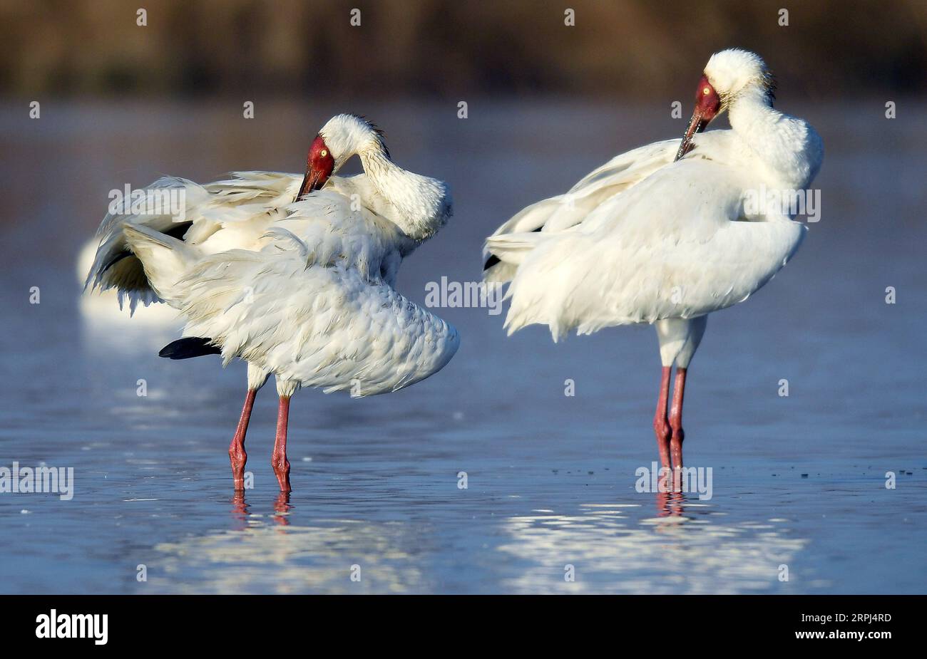 191127 -- NANCHANG, 27. November 2019 -- zwei weiße Kraniche ruhen am Poyang See in der ostchinesischen Provinz Jiangxi am 11. Januar 2018. Xinhua Schlagzeilen: Sicherung der letzten Wanderroute der Sibirischen Kraniche WanxXiang PUBLICATIONxNOTxINxCHN Stockfoto