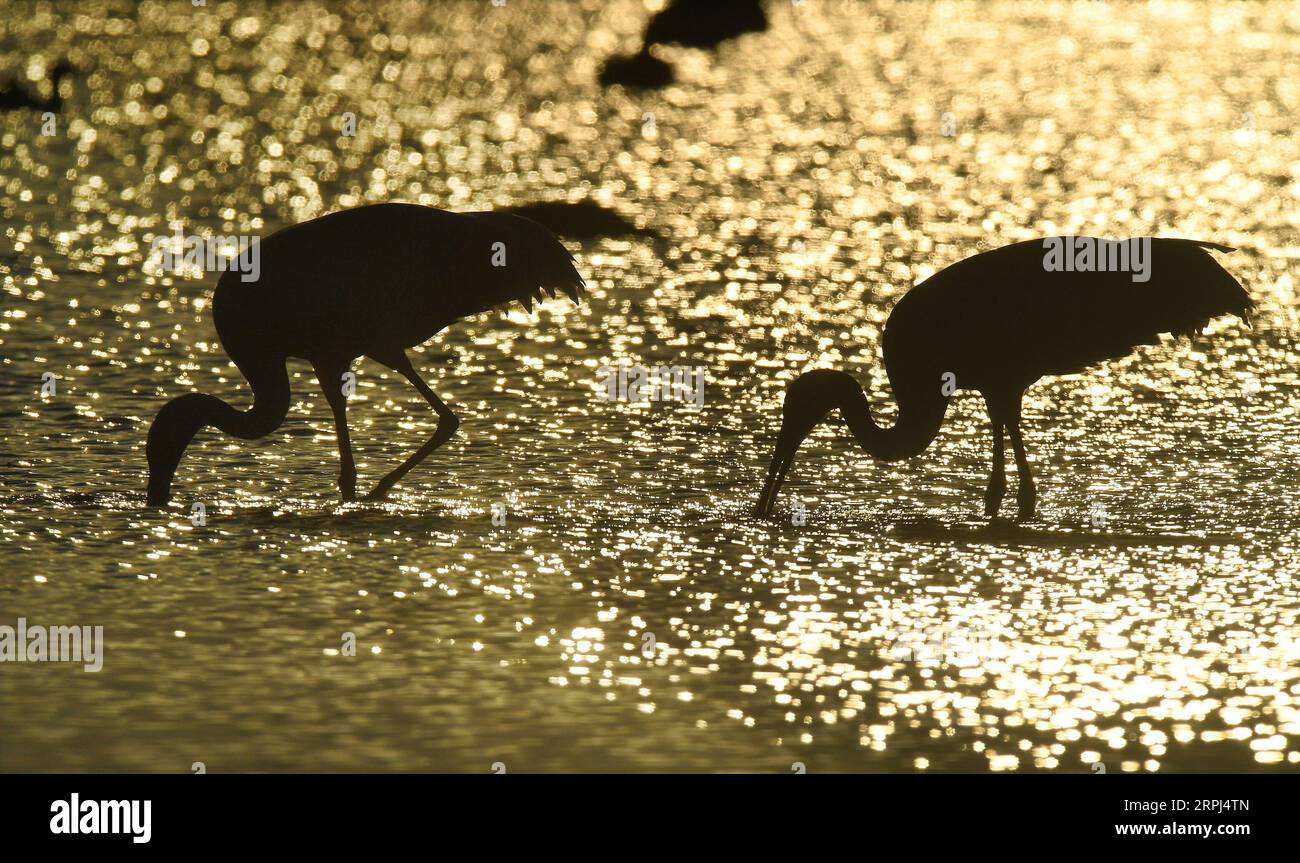 191127 -- NANCHANG, 27. November 2019 -- zwei weiße Kraniche fressen am Poyang See in der ostchinesischen Provinz Jiangxi am 10. Januar 2018. Xinhua Schlagzeilen: Sicherung der letzten Wanderroute der Sibirischen Kraniche WanxXiang PUBLICATIONxNOTxINxCHN Stockfoto