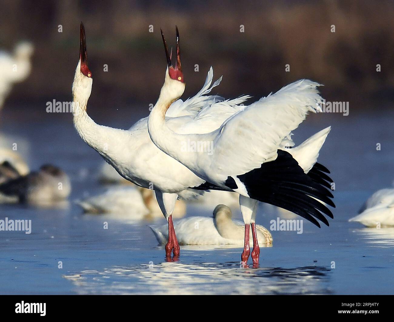 191127 -- NANCHANG, 27. November 2019 -- am 11. Januar 2018 ruhen weiße Kraniche am Poyang-See in der ostchinesischen Provinz Jiangxi. Xinhua Schlagzeilen: Sicherung der letzten Wanderroute der Sibirischen Kraniche WanxXiang PUBLICATIONxNOTxINxCHN Stockfoto