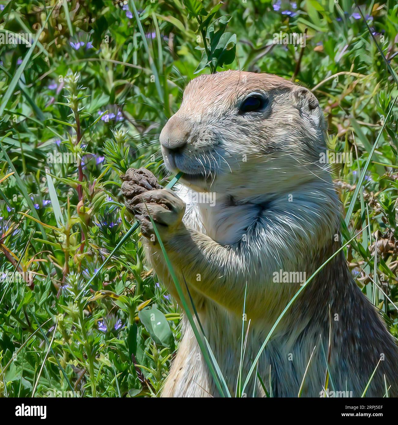 Prarie Dog Cynomys ludovicianus - Präriegas essen Rocky Mountain Arsenal National Wildlife Refuge Blacktail Prairie Dog Colorado USA USA Stockfoto