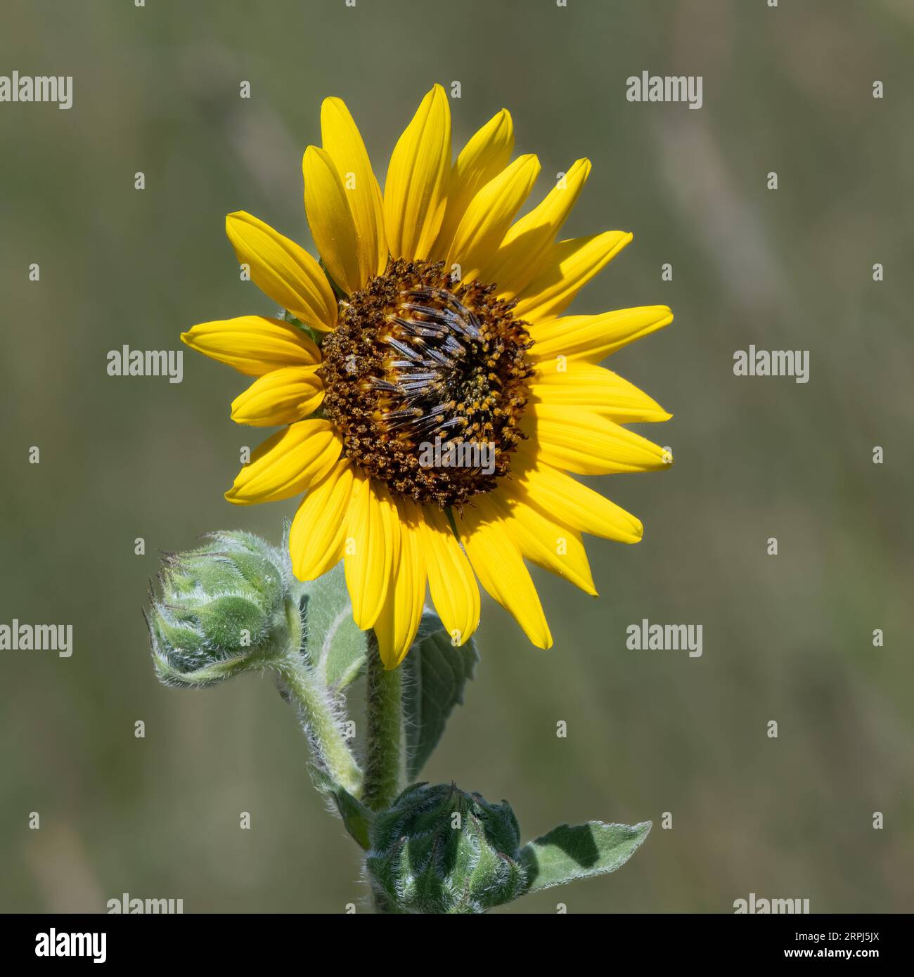 Sonnenblumenblüte - gelbe Helianthus annuus Blume mit blauem Himmel in Colorado im Rocky Mountain Arsenal National Wildlife Refuge Stockfoto