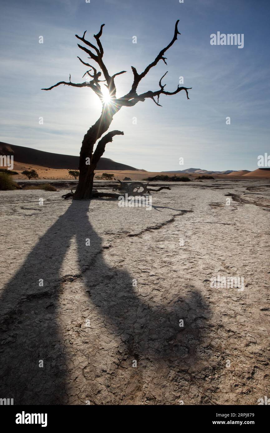 Ein Sternenhimmel blickt durch einen toten Kameldornbaum in Deadvlei, Sossusvlei, Namibia. Stockfoto