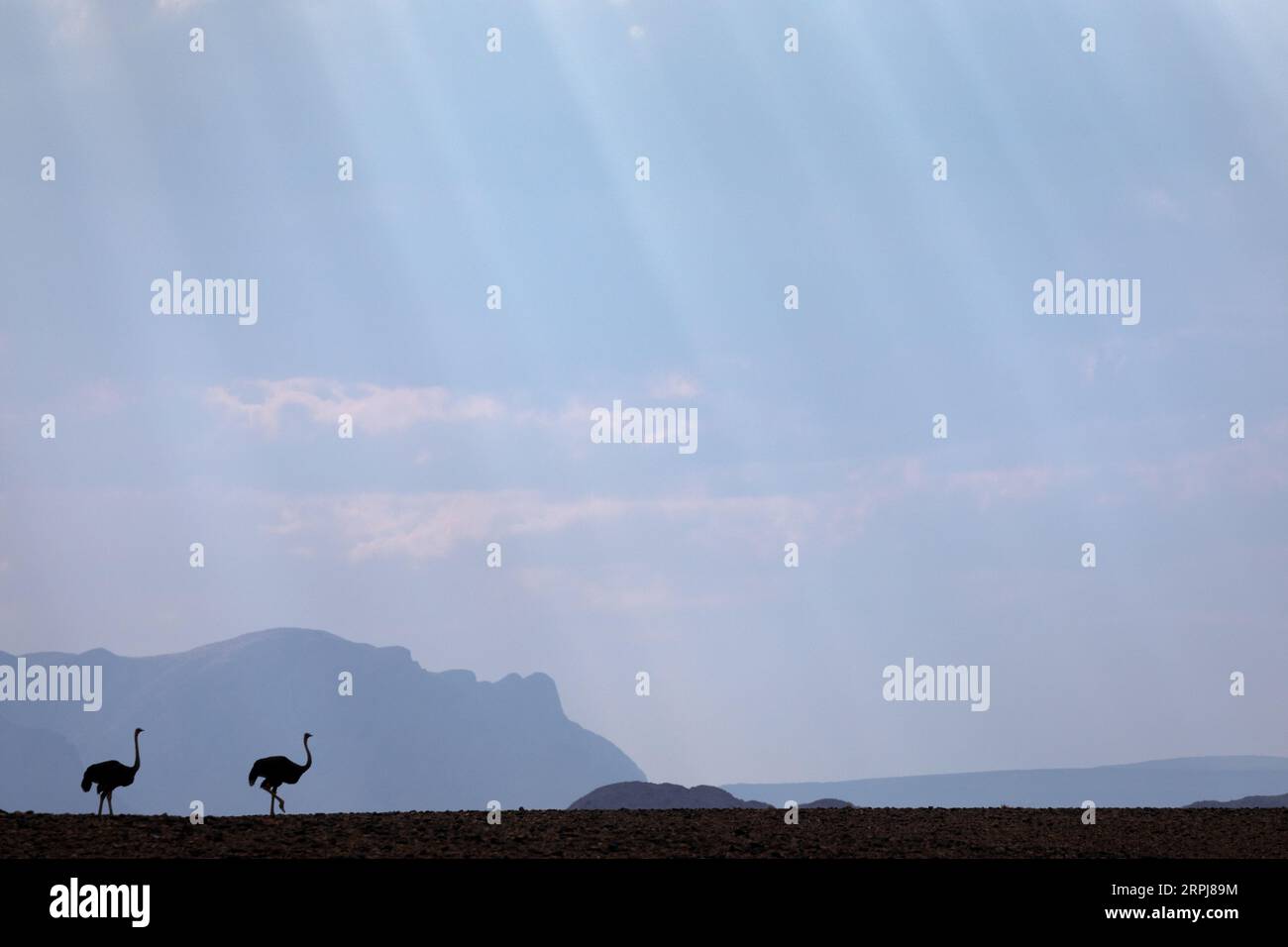 Zwei Strauße werden vor einem Himmel aus gefiltertem Licht geschirmt. Stockfoto