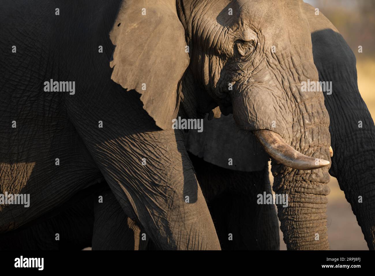 Eine Nahaufnahme eines großen afrikanischen Elefantenbullen bei schönem Nachmittagslicht. Das Nachmittagslicht erzeugt einen Kontrast auf der rauen und harten Haut der Elefanten Stockfoto