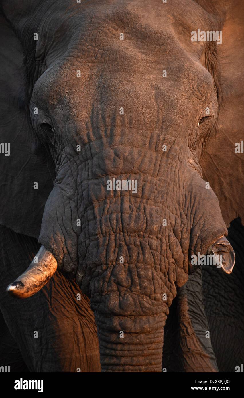 Eine Nahaufnahme eines großen afrikanischen Elefantenbullen bei schönem Nachmittagslicht. Das Nachmittagslicht erzeugt einen Kontrast auf der rauen und harten Haut der Elefanten Stockfoto