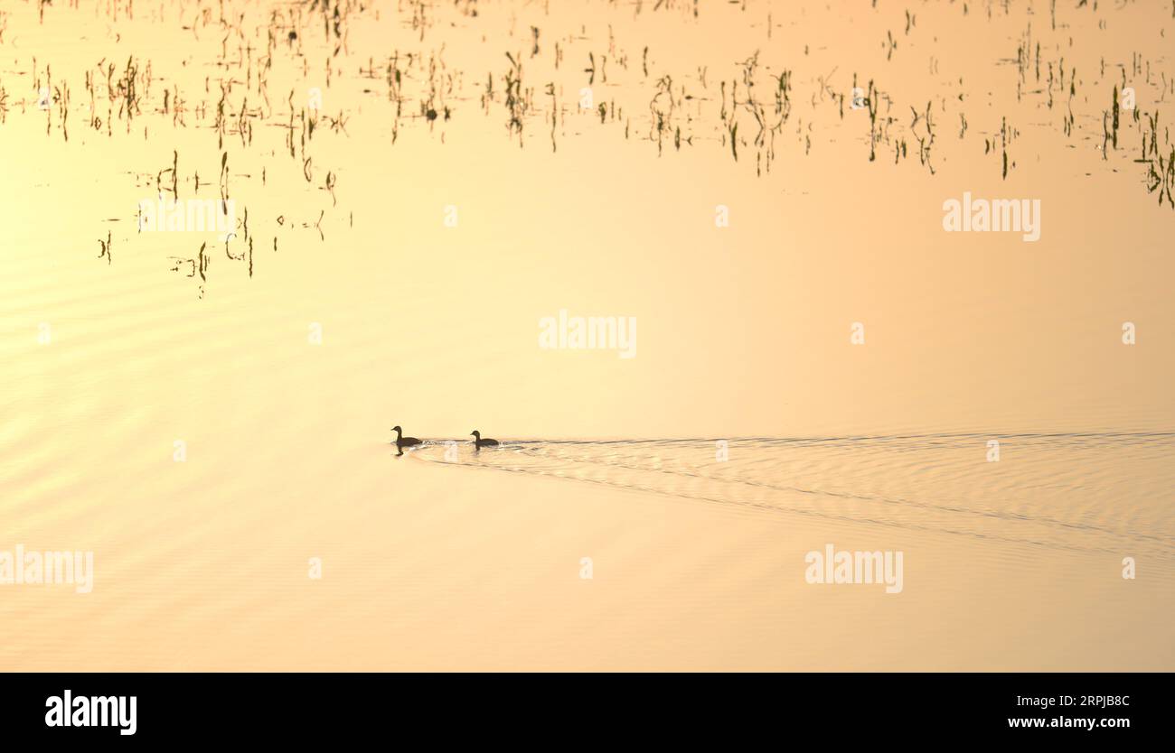 191204 -- XIANGYINHUNAN, 4. Dez. 2019 -- Foto aufgenommen am 2. Dez. 2019 zeigt zwei Zugvögel im Hengling Lake Provincial Nature Reserve, einem Teil des Dongting Lake Feuchtgebiets, im Xiangyin County, der zentralchinesischen Provinz Hunan. Mehr als 50.000 Zugvögel sind nach Überwachungsdaten kürzlich für den Winter im Gebiet des Hengling Lake angekommen. CHINA-HUNAN-DONGTING LAKE-MIGRANTIN BIRDSCN CHENXZHENHAI PUBLICATIONXNOTXINXCHN Stockfoto