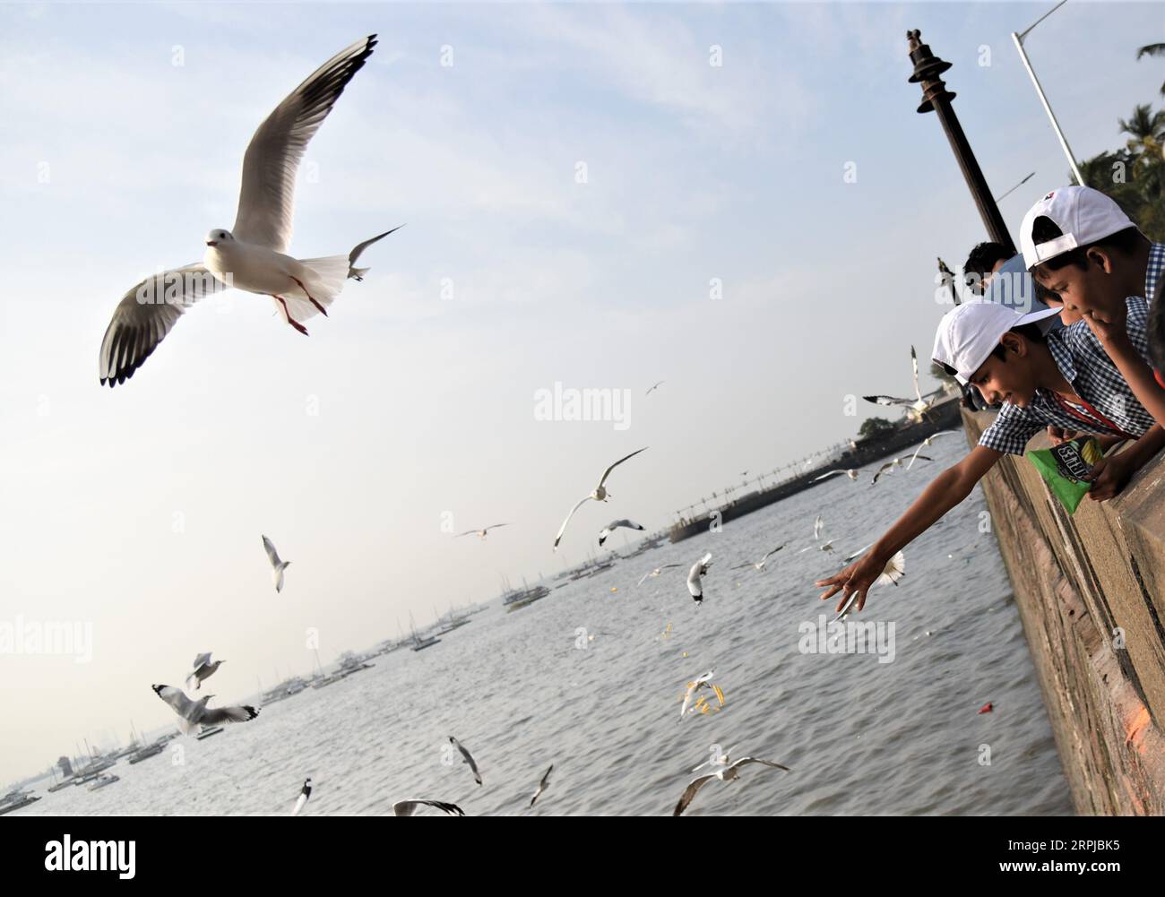 191204 -- MUMBAI, 4. Dezember 2019 -- Schulkinder füttern Möwen in Mumbai, Indien, 4. Dezember 2019. Foto von Fariha Farooqui/Xinhua INDIA-MUMBAI-DAILY LIFE-SEAGULLS XinxHuashe PUBLICATIONxNOTxINxCHN Stockfoto