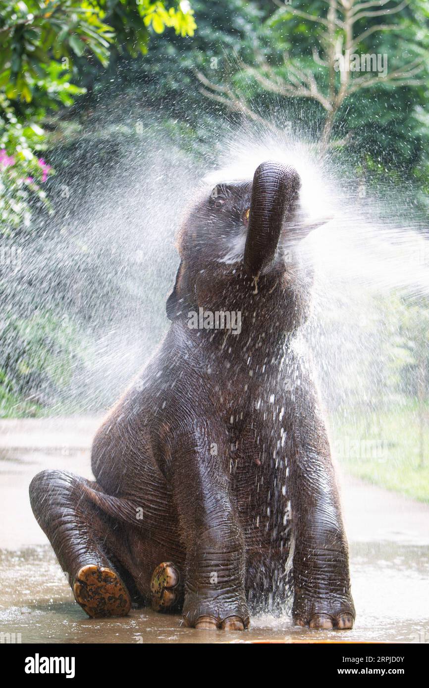 191205 -- XISHUANGBANNA, 5. Dezember 2019 -- der asiatische Elefant Xiao Qiang duscht im Asian Elephant Breeding and Rescue Center im Xishuangbanna National Nature Reserve, südwestchinesische Provinz Yunnan, 12. November 2019. Das Xishuangbanna National Nature Reserve im Südwesten Chinas ist bekannt für die lebendige Biodiversität in seinen 240.000 Hektar tropischen Dschungeln. Während die Dschungel reiche Nahrungs- und Wasserquellen bieten, stellen sie auch Lebensbedrohungen für ihre Bewohner dar. Die einheimischen asiatischen Elefanten zum Beispiel könnten in der Wildnis bei schweren Verletzungen oder Krankheiten nicht überleben Stockfoto