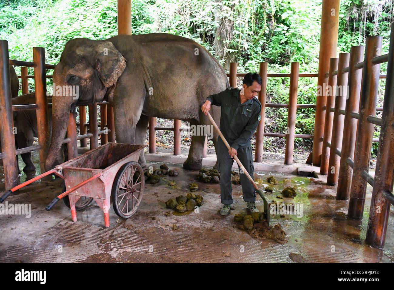 191205 -- XISHUANGBANNA, 5. Dezember 2019 -- Eine Pflegekraft reinigt einen Elefantenschuppen im Asian Elephant Breeding and Rescue Center im Xishuangbanna National Nature Reserve, südwestchinesische Provinz Yunnan, 15. August 2019. Das Xishuangbanna National Nature Reserve im Südwesten Chinas ist bekannt für die lebendige Biodiversität in seinen 240.000 Hektar tropischen Dschungeln. Während die Dschungel reiche Nahrungs- und Wasserquellen bieten, stellen sie auch Lebensbedrohungen für ihre Bewohner dar. Die einheimischen asiatischen Elefanten zum Beispiel könnten in der Wildnis bei schweren Verletzungen oder Krankheiten nicht überleben, wenn nicht Stockfoto