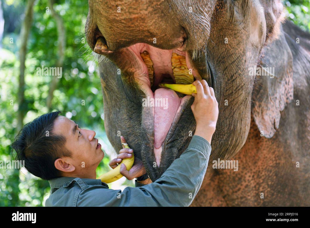 191205 -- XISHUANGBANNA, 5. Dezember 2019 -- der Betreuer Luo Shuncai ernährt einen asiatischen Elefanten in einem Dschungel in der Nähe des Asian Elephant Breeding and Rescue Center im Xishuangbanna National Nature Reserve, südwestlich der chinesischen Provinz Yunnan, 13. November 2019. Das Xishuangbanna National Nature Reserve im Südwesten Chinas ist bekannt für die lebendige Biodiversität in seinen 240.000 Hektar tropischen Dschungeln. Während die Dschungel reiche Nahrungs- und Wasserquellen bieten, stellen sie auch Lebensbedrohungen für ihre Bewohner dar. Die einheimischen asiatischen Elefanten zum Beispiel könnten in der Wildnis in schweren Fällen nicht überleben Stockfoto